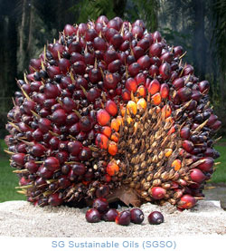 SG Sustainable Oils